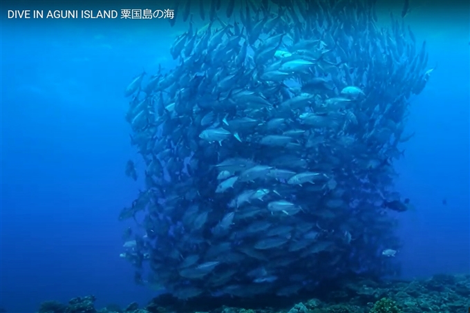 (Video) It’s Bigeye Trevally Season! Aguni Island